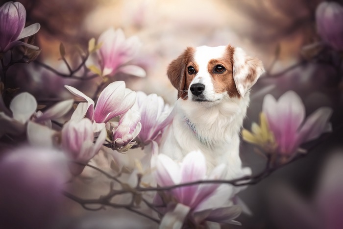 Kooikerhondje dog among pink magnolias