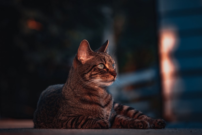 Tabby Cat with Depth of Field