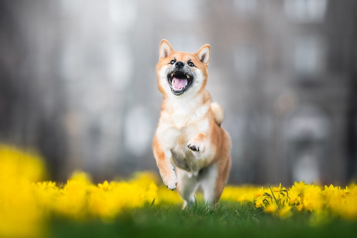 Shiba Inu running through daffodils