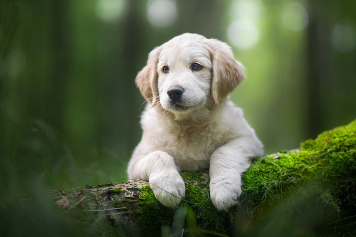 Golden Retriever Puppy in Natural Forest