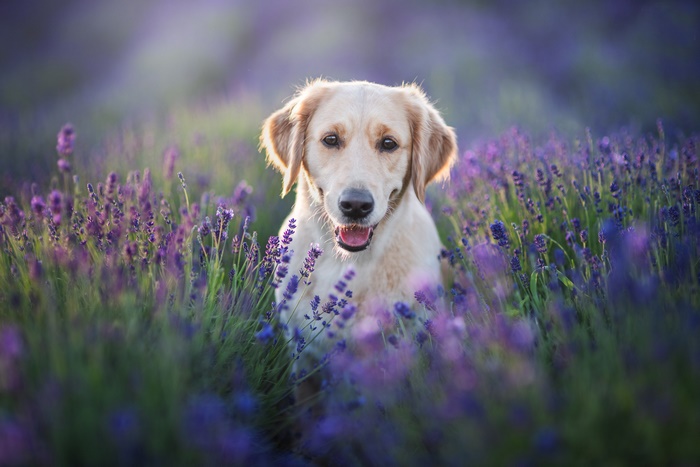 Golden Retriever Dog in Lavender Field