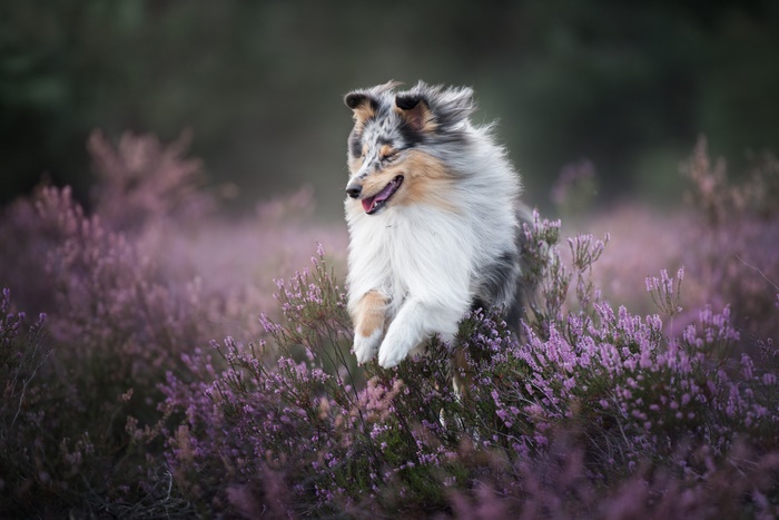 Shetland Sheepdog jumping through heather field
