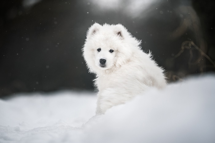Samoyed puppy sitting in the snow