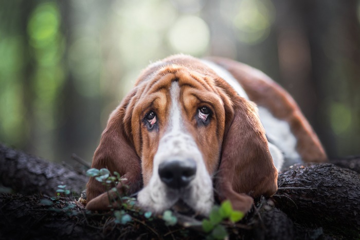 Basset Hound dog lying on the forest floor