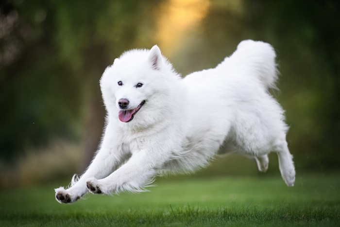 Samoyed dog jumping in a grassy field