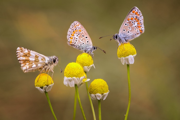 Three butterflies on chamomile flowers