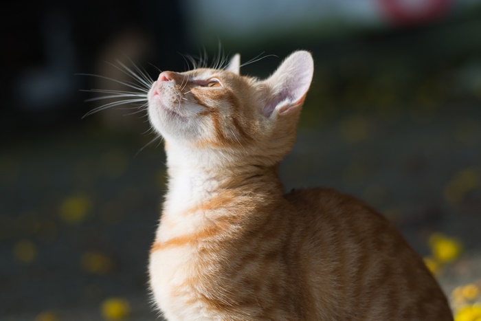 Orange tabby kitten looking up in sunlight