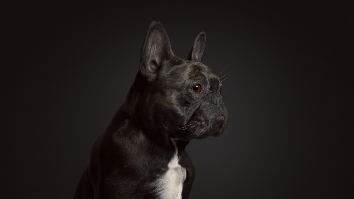 French Bulldog Portrait