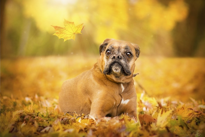 Boxer dog in autumn leaves with falling leaf