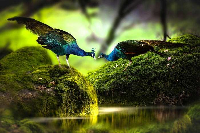 Peacocks on Mossy Stone by Water