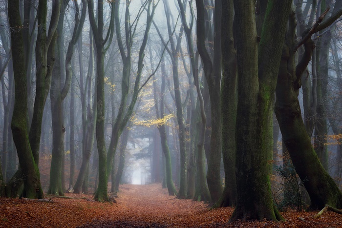 A foggy forest path with fallen leaves