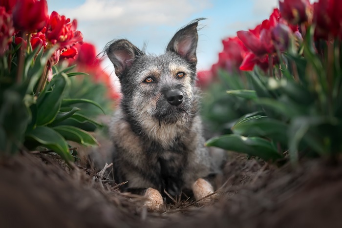 Dog lying in a field of red tulips