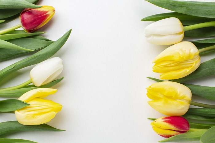 Red, yellow, and white tulips on a white background