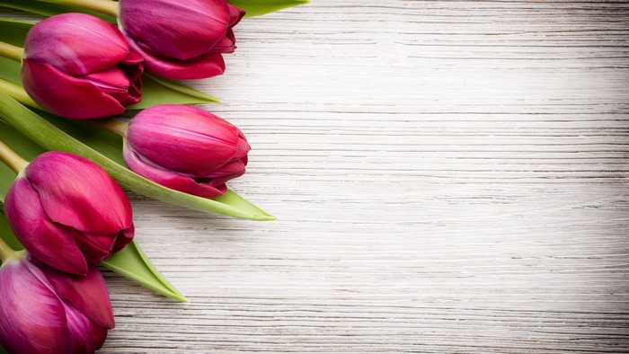 Pink Tulips on a White Wooden Surface