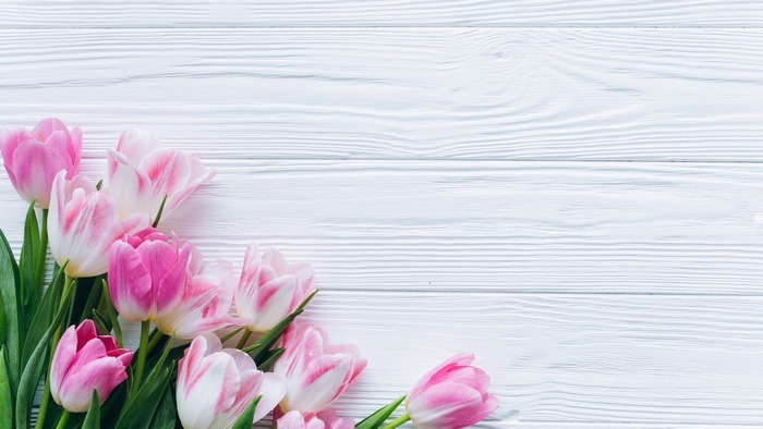 Pink and white tulips on a white wooden background
