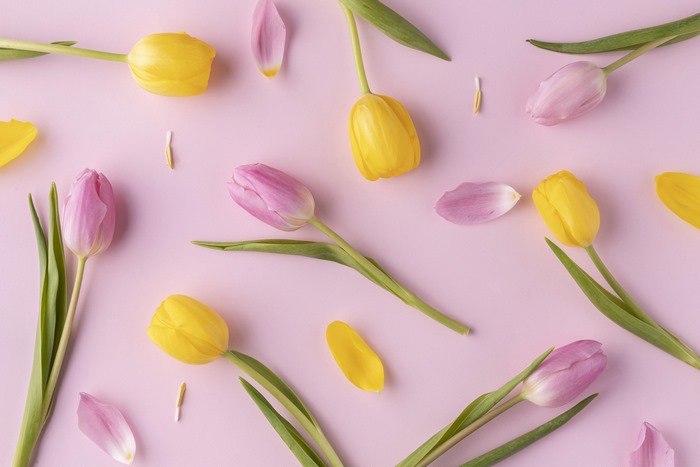 Pink and yellow tulips scattered on a pink background
