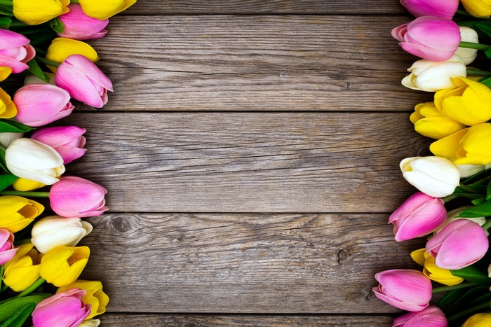 Pink, yellow, and white tulips on a wooden background
