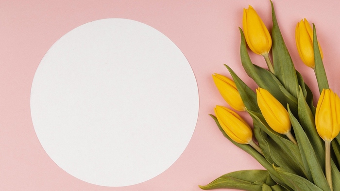 Yellow tulips on a pink background with a white circle