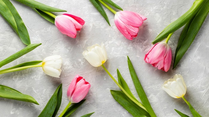 Pink and white tulips on a textured gray surface