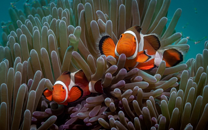 Two Clownfish in a Sea Anemone