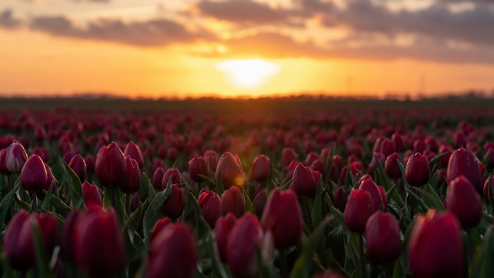 Field of Red Tulips at Sunset