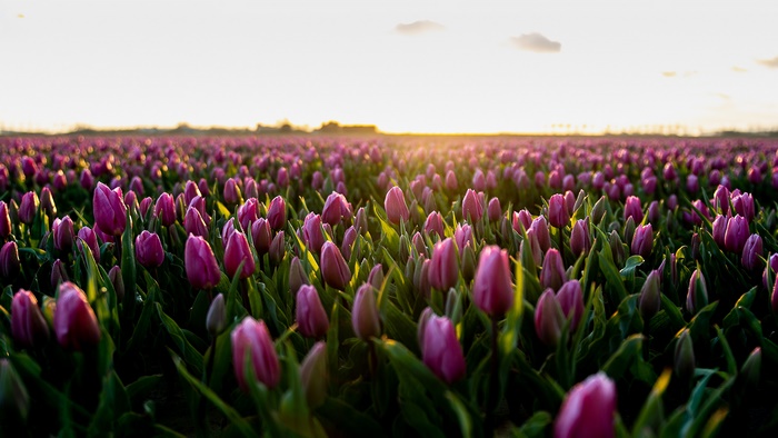 Field of Pink Tulips at Sunset