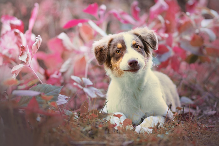Australian Shepherd puppy in pink foliage