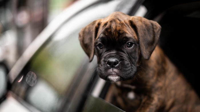 Boxer puppy looking out of a car window