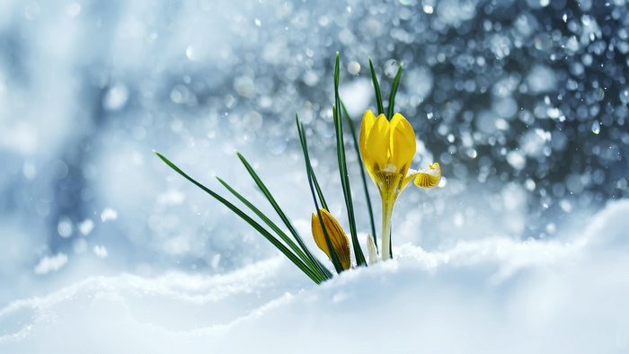 Yellow Crocus Flowers Emerging from Snow