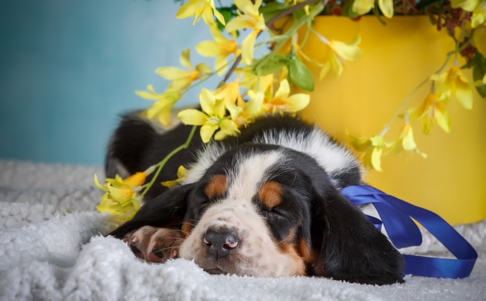 Basset Hound puppy sleeping with yellow flowers