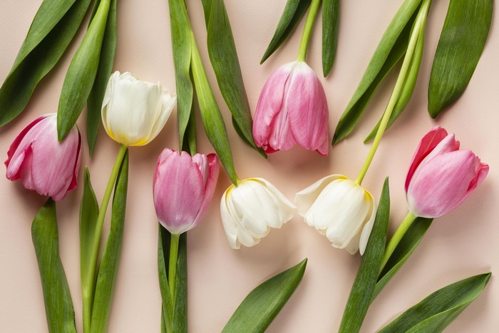 Pink and white tulips with green leaves on a peach background