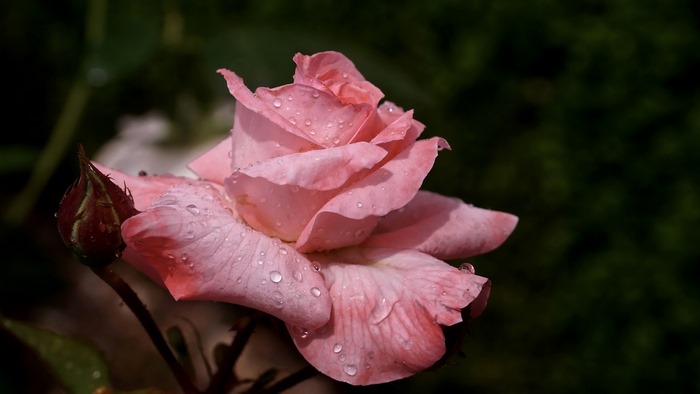 Pink rose with water droplets and bud