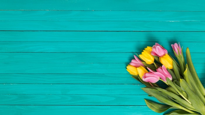 Pink and yellow tulips on a teal wooden background