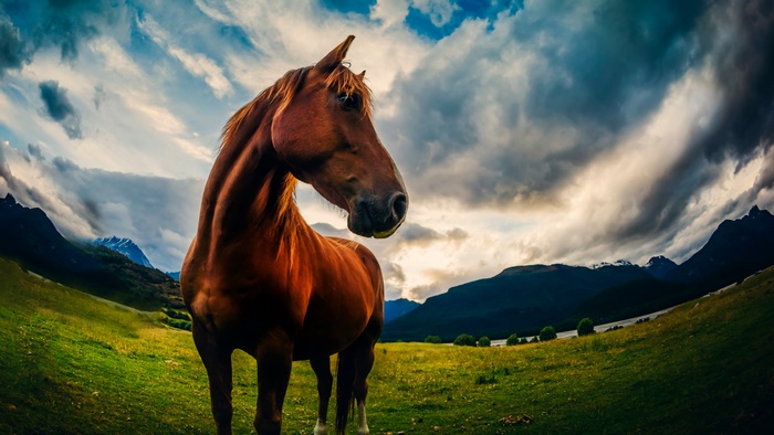 Brown horse in a grassy field with mountains and clouds