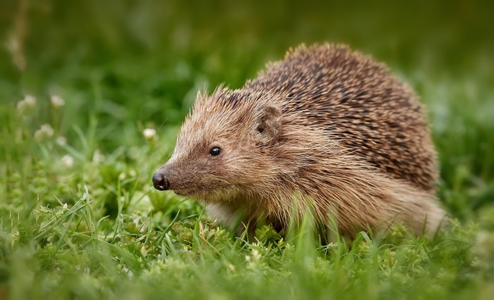 Hedgehog in green grass