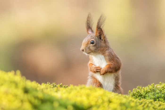 Red squirrel sitting on mossy ground