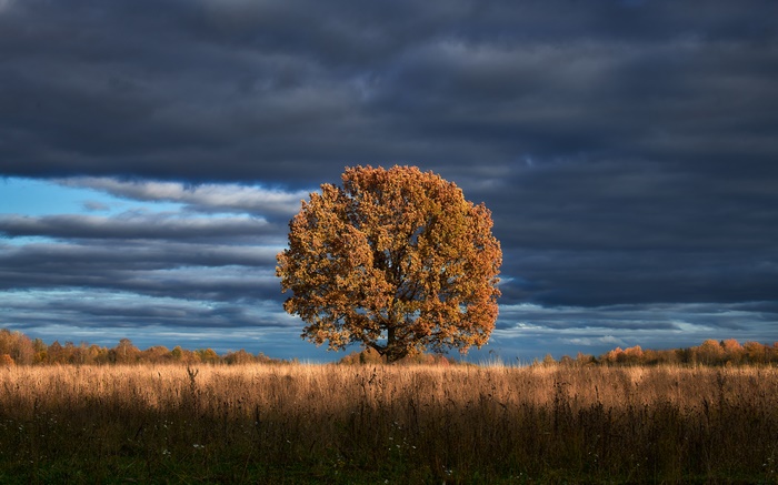 Lone autumn tree in a field under stormy clouds