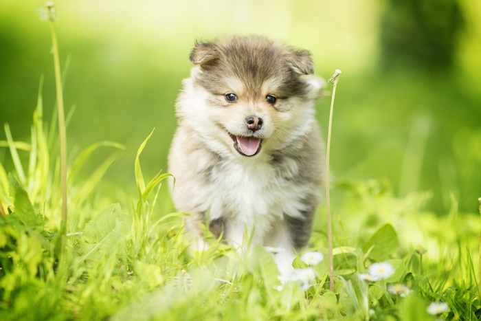 Finnish Lapphund Puppy in Green Grass