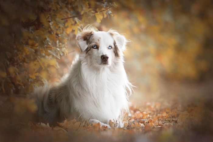 Australian Shepherd in Autumn Leaves