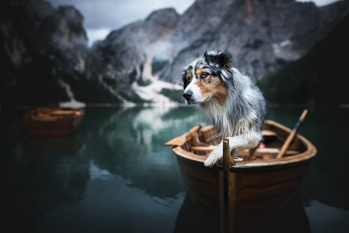 Australian Shepherd dog in a wooden boat on a lake