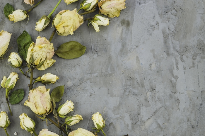 Dried yellow roses on a gray textured background