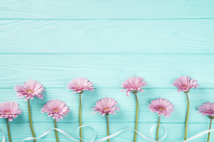 Pink Gerbera Daisies with White Ribbon on Teal Wood