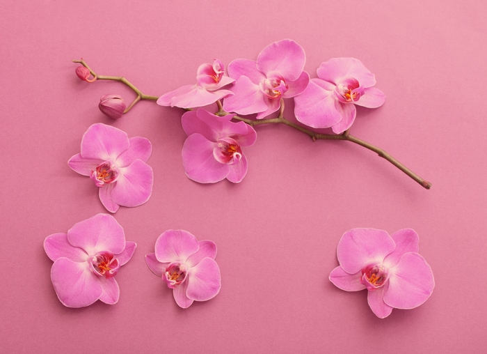 Pink Orchids on a Pink Background 4K
