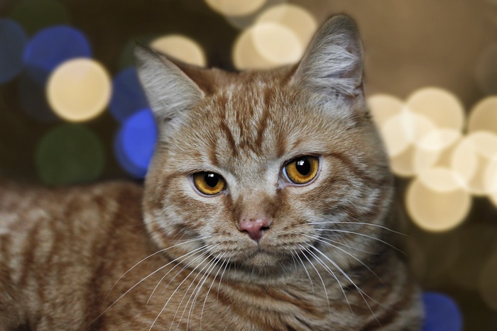 Orange tabby cat with bokeh background