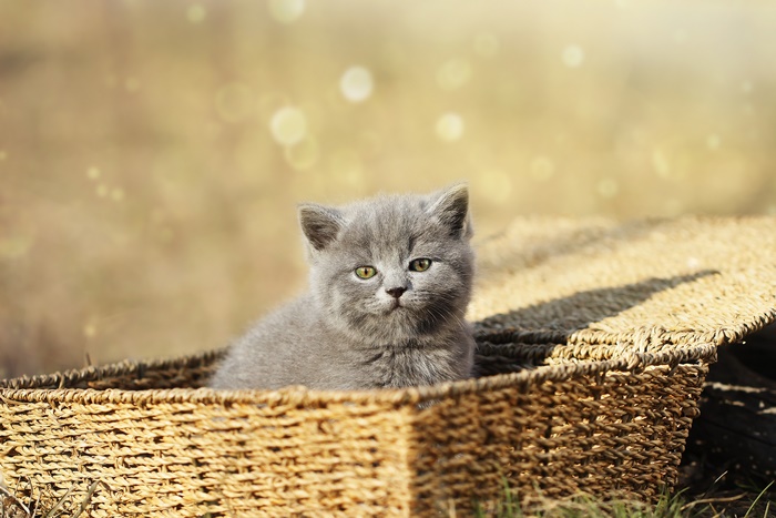 A fluffy grey kitten sits in a woven basket.