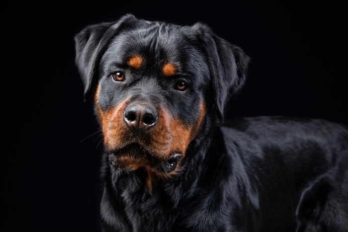 Rottweiler dog portrait with black background