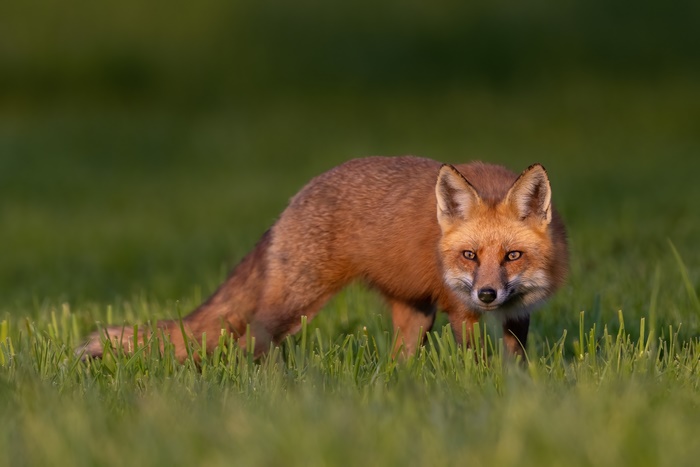 Red Fox in a grassy field