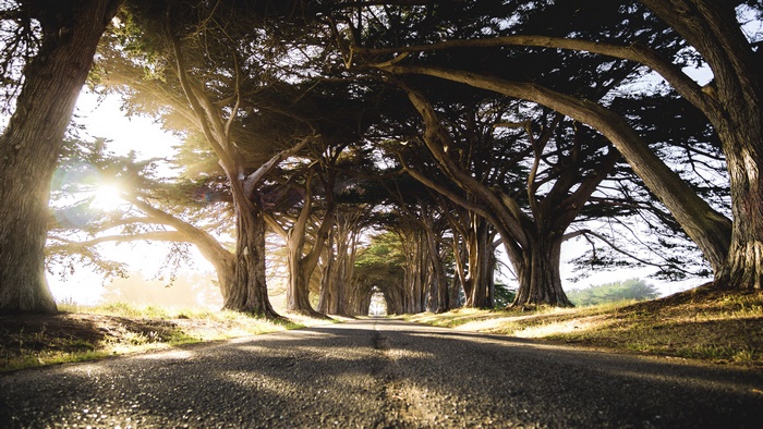 Road lined with cypress trees