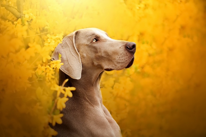 Weimaraner dog in yellow flowers