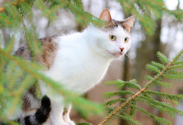 A cat peeking through pine branches
